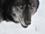 Der mit dem Wolf tanzt – Blogbuster&nbsp;2017