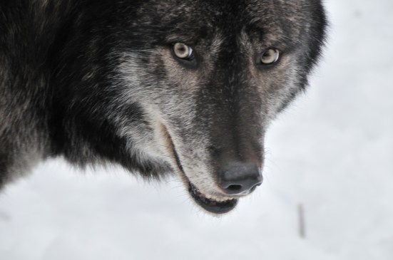 der-mit-dem-wolf-tanzt-blogbuster-2017